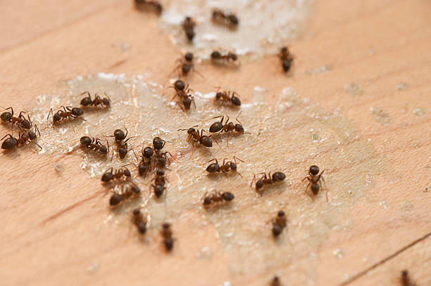 Best Wasp Removal Services  in Black Diamond, WA